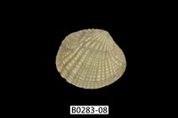 藏品(厚殼縱簾蛤)的圖片